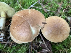 Suillus subalutaceus
