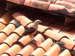 Daptrius chimachima cordatus