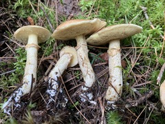 Suillus subalutaceus