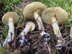 Suillus subalutaceus
