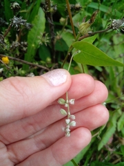 Fallopia convolvulus