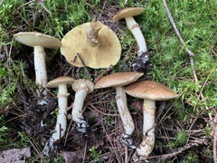 Suillus subalutaceus