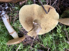 Suillus subalutaceus