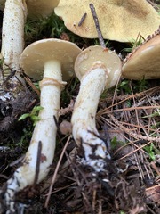 Suillus subalutaceus