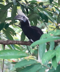 Berenicornis comatus