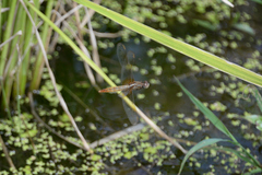 Crocothemis servilia mariannae