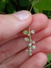 Fallopia convolvulus