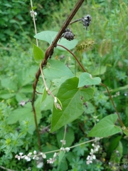Fallopia convolvulus