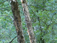 Betula nigra