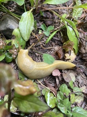 Ariolimax columbianus