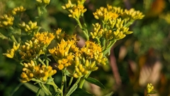 Euthamia graminifolia