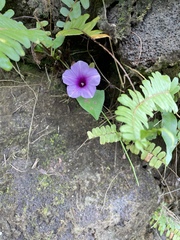 Ipomoea littoralis