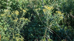 Euthamia graminifolia