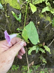 Ipomoea littoralis