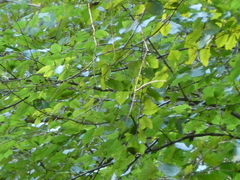 Betula nigra