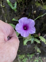 Ipomoea littoralis