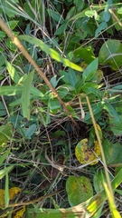 Euthamia graminifolia