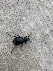 Calosoma peregrinator