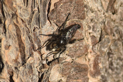 Cyrtopogon