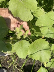 Xanthium orientale