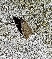 Phycitodes reliquellum