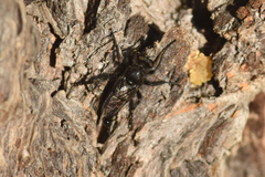 Cyrtopogon