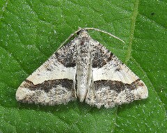 Frederickia hypaethrata