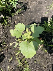 Xanthium orientale