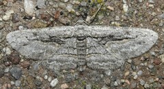 Iridopsis obliquaria