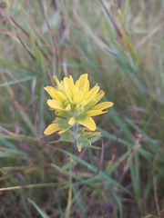 Castilleja coccinea