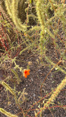 Kallstroemia grandiflora