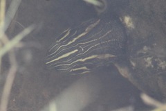 Pseudemys concinna suwanniensis