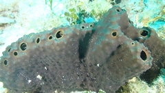 Smenospongia conulosa