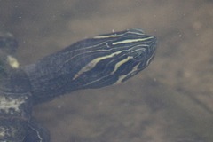 Pseudemys concinna suwanniensis