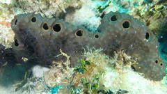 Smenospongia conulosa