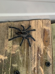 Avicularia juruensis