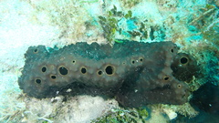 Smenospongia conulosa