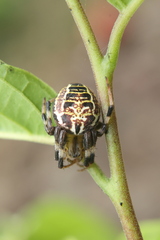 Araneus venatrix