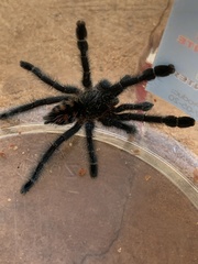 Avicularia juruensis