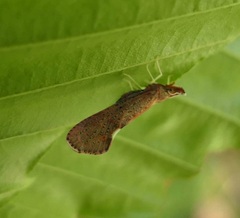 Apache degeeri
