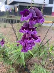 Penstemon gentianoides