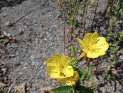 Oenothera biennis