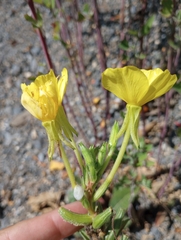 Oenothera biennis