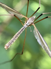 Tipula oleracea