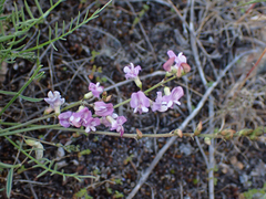 Astragalus miser