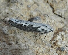 Ethmia discostrigella