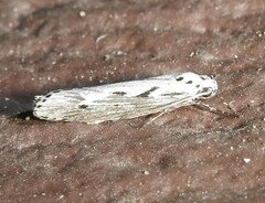Ethmia discostrigella