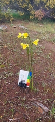 Diuris behrii
