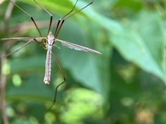 Tipula oleracea