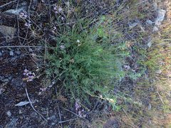 Astragalus miser